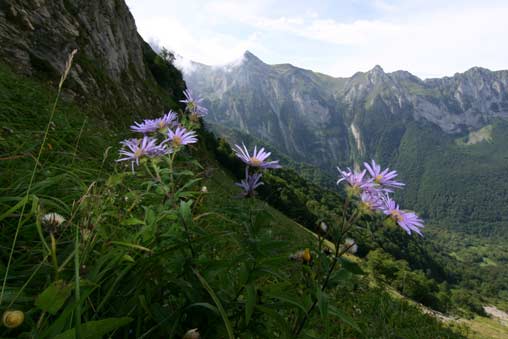 Aster des Pyrénées en pied de falaise herbeux en vallée d'Aspe (© L. Gire, CBNPMP)