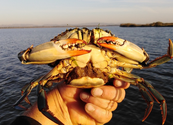 crabe bleu sur les côtes d'Occitanie