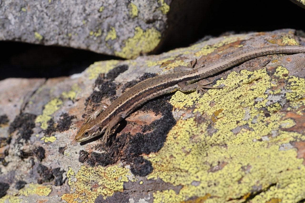 Iberolacerta aurelioi