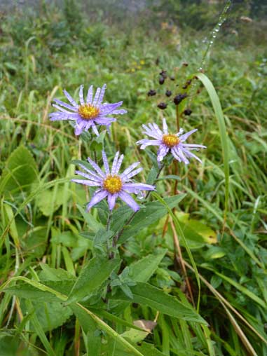 Inflorescence de jeune pied d'Aster des Pyrénées (© A. Birlinger - DREAL Midi-Pyrénées)