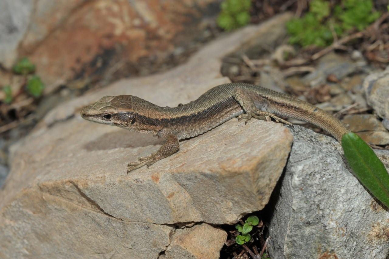 Iberolacerta bonnali