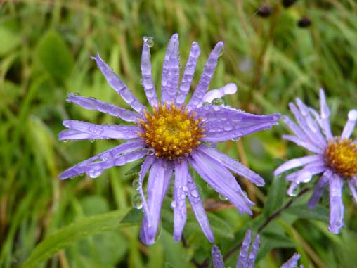 Fleur d'Aster des Pyrénées (© A. Birlinger - DREAL Midi-Pyrénées)