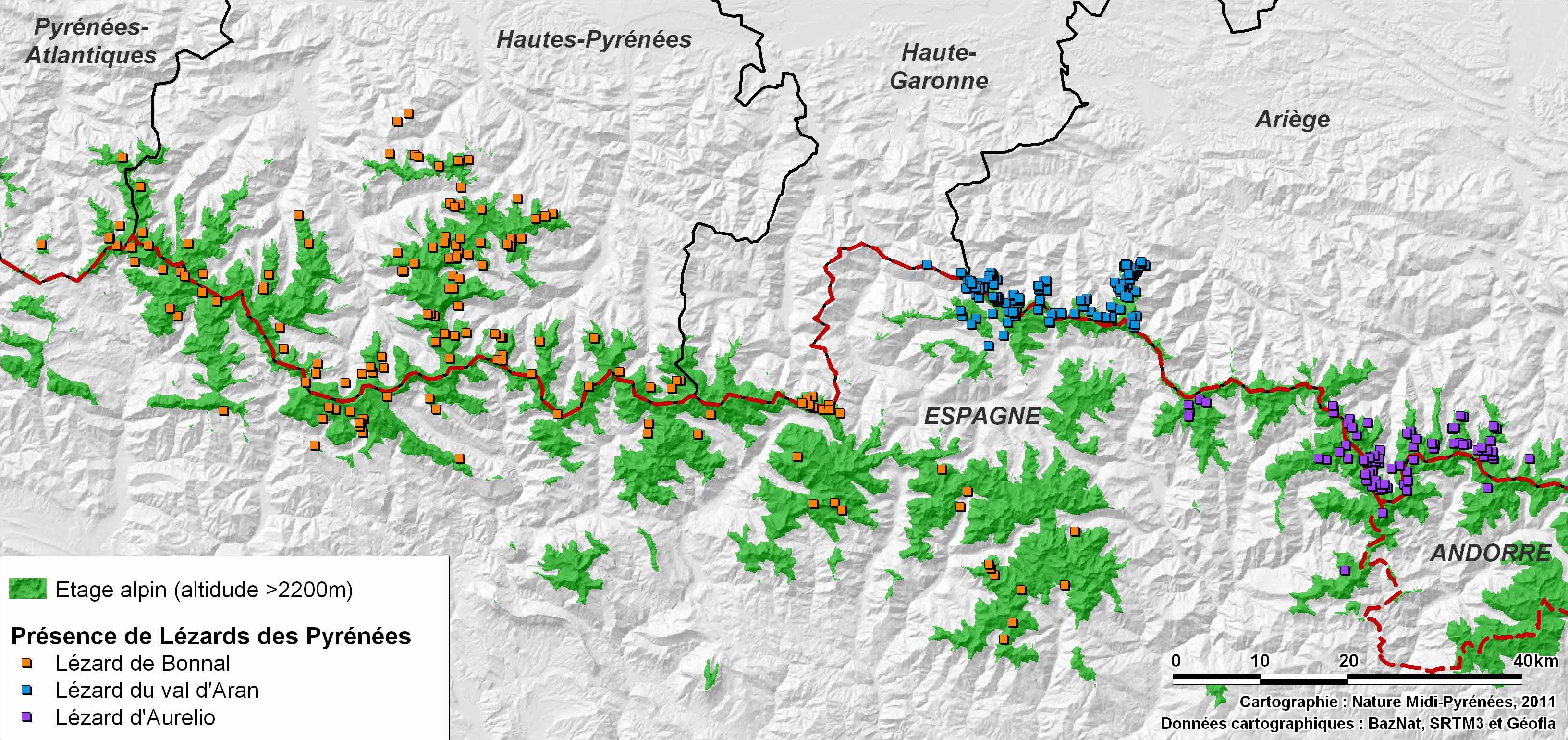 Répartition des lézards des Pyrénées et étage alpin