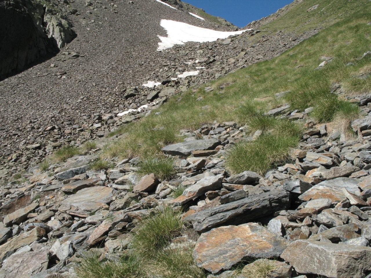 Habitat : I. aurelioi 