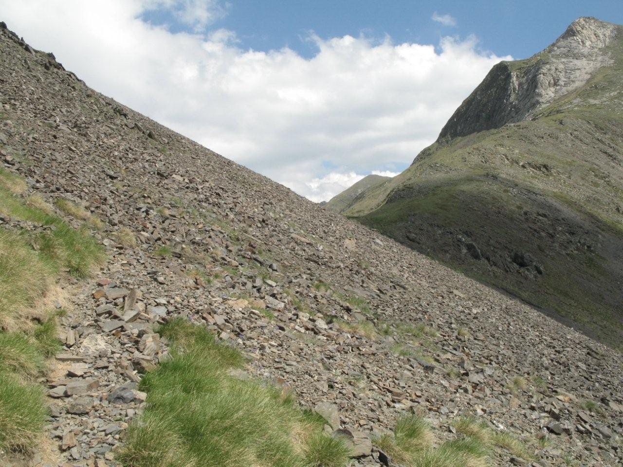 Habitat : I. aranica 