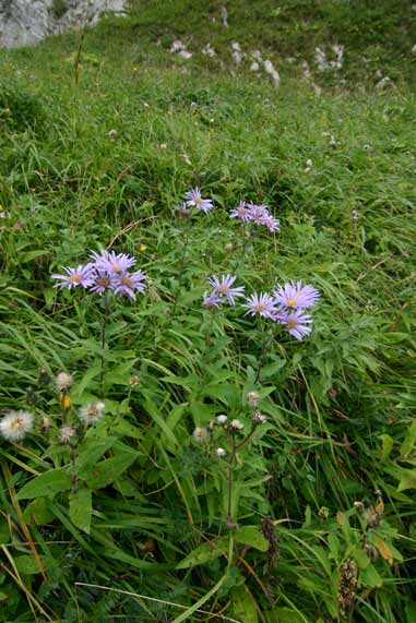 Un pied d'Aster des Pyrénées dans une pente herbeuse d'altitude (© L. Gire - CBNPMP)