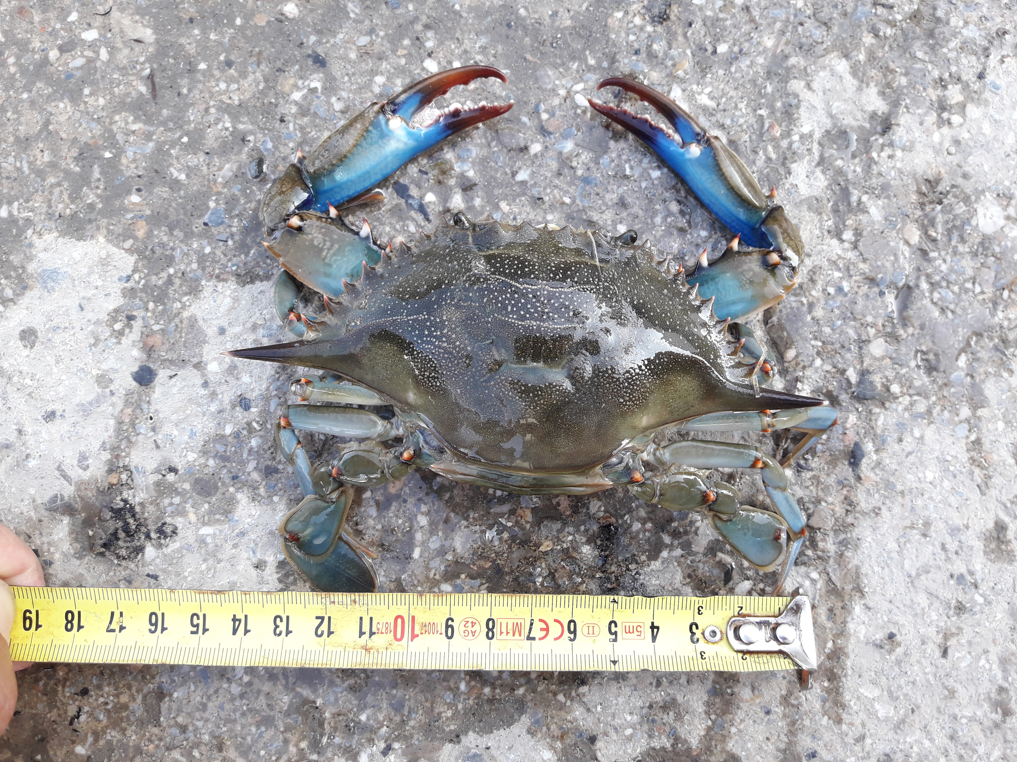 Crabe mâle Crabe mâle