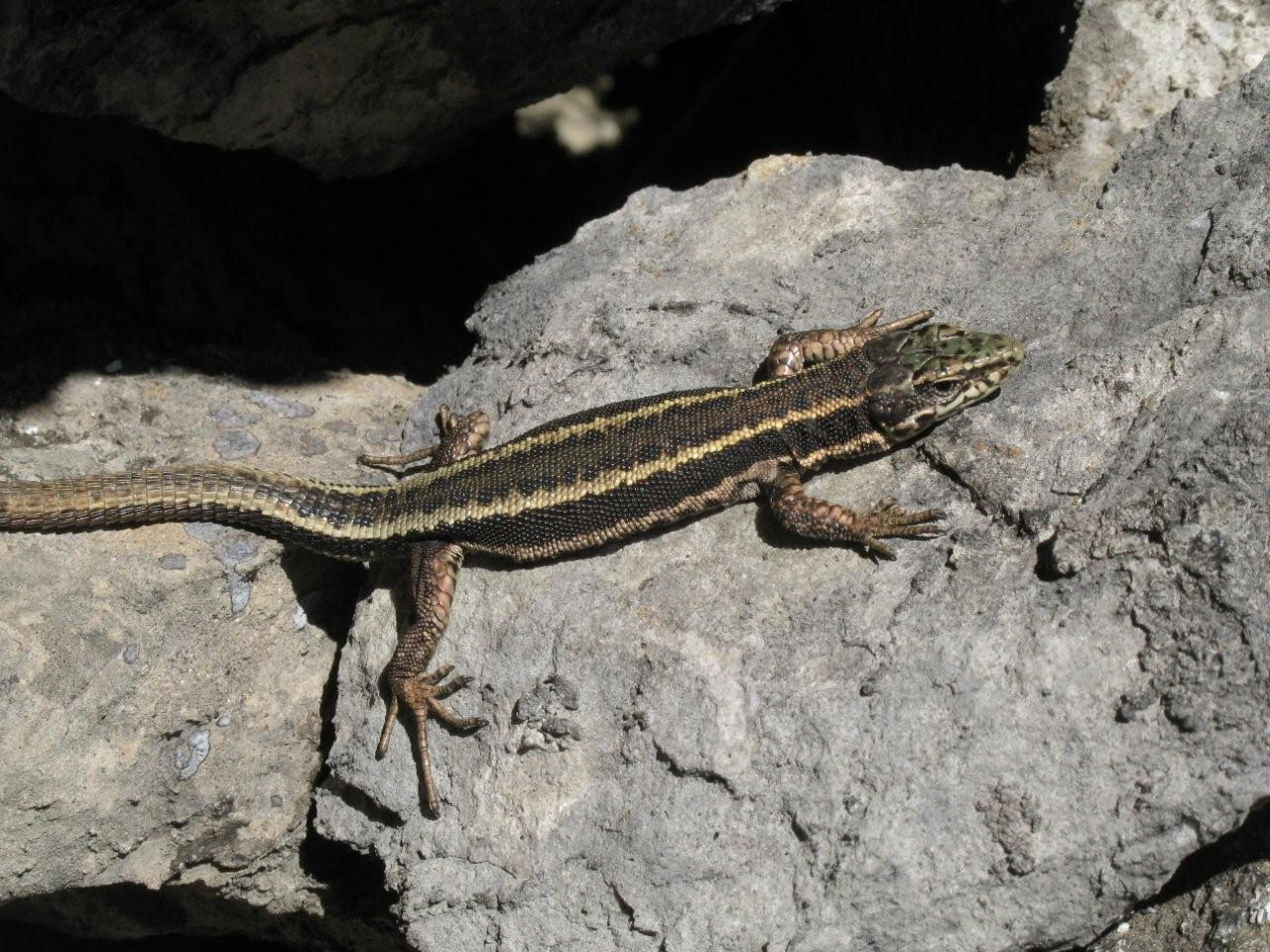 Iberolacerta arenica 