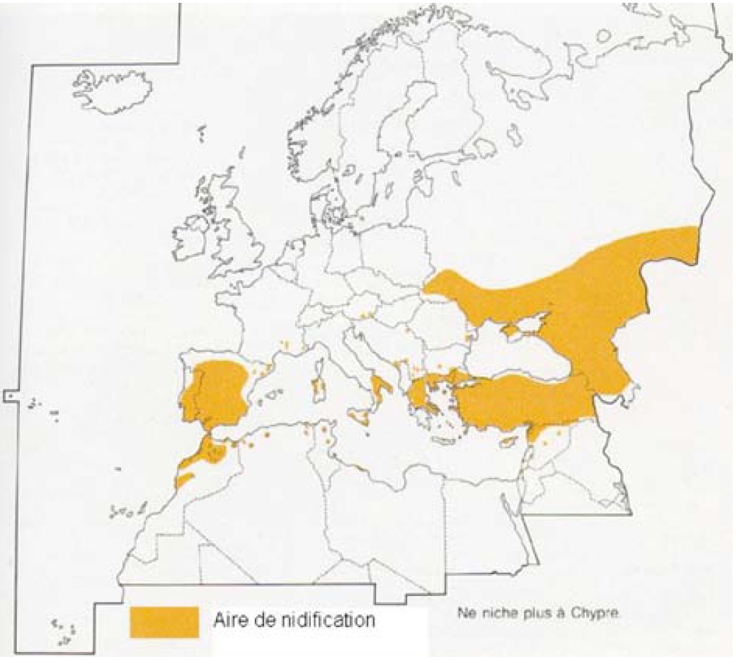 Répartition européenne du Faucon crécerellette