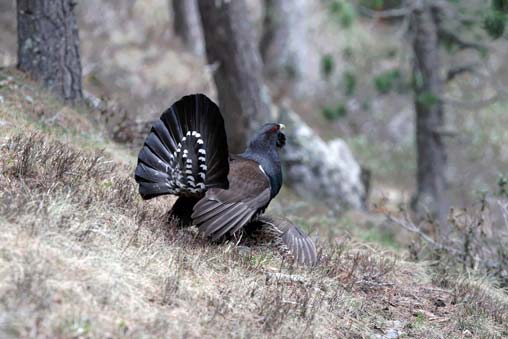 Coq de grand tétras en parade- © Vincent Munier