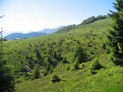 Lande subalpine utilisée pour l'élevage des jeunes© G. Castaing