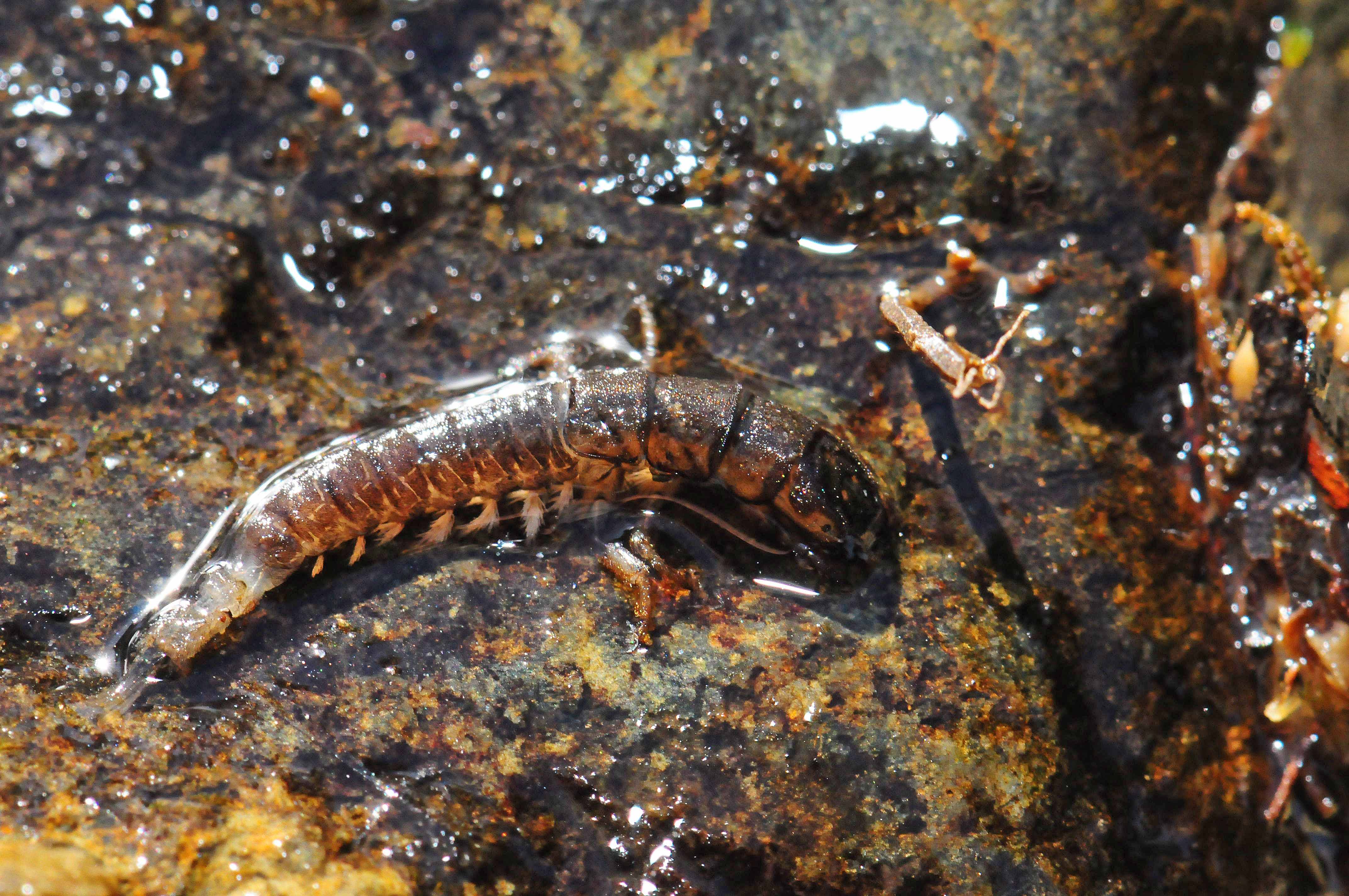 Trichoptère Hydropsychidae,larve prédatée (crédits : A. Bertrand)