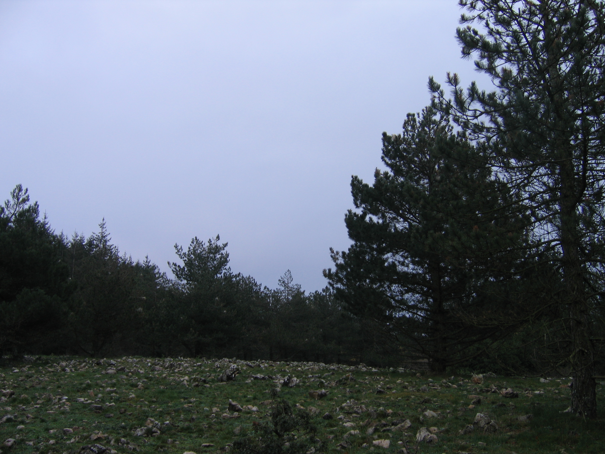 boisement_au_niveau_du_lieu_dit_Planditou-1