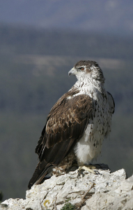 Aigle de Bonelli, F. Larrey - T. Rogers