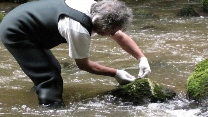 Récolte de fecès dans le cadre de l'action 1 (Crédits : Carine Bonhoure - Fédération Aude Claire)