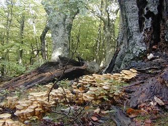 Armillaria et vieux fagus © Joseph Garrigue
