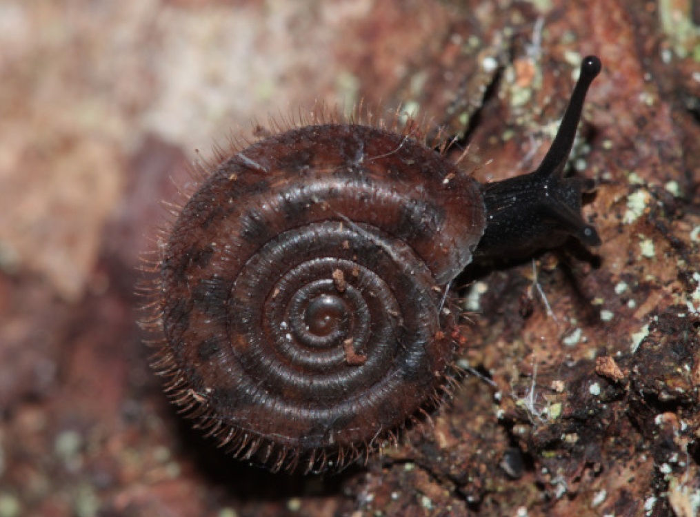 Helicodonta obvoluta