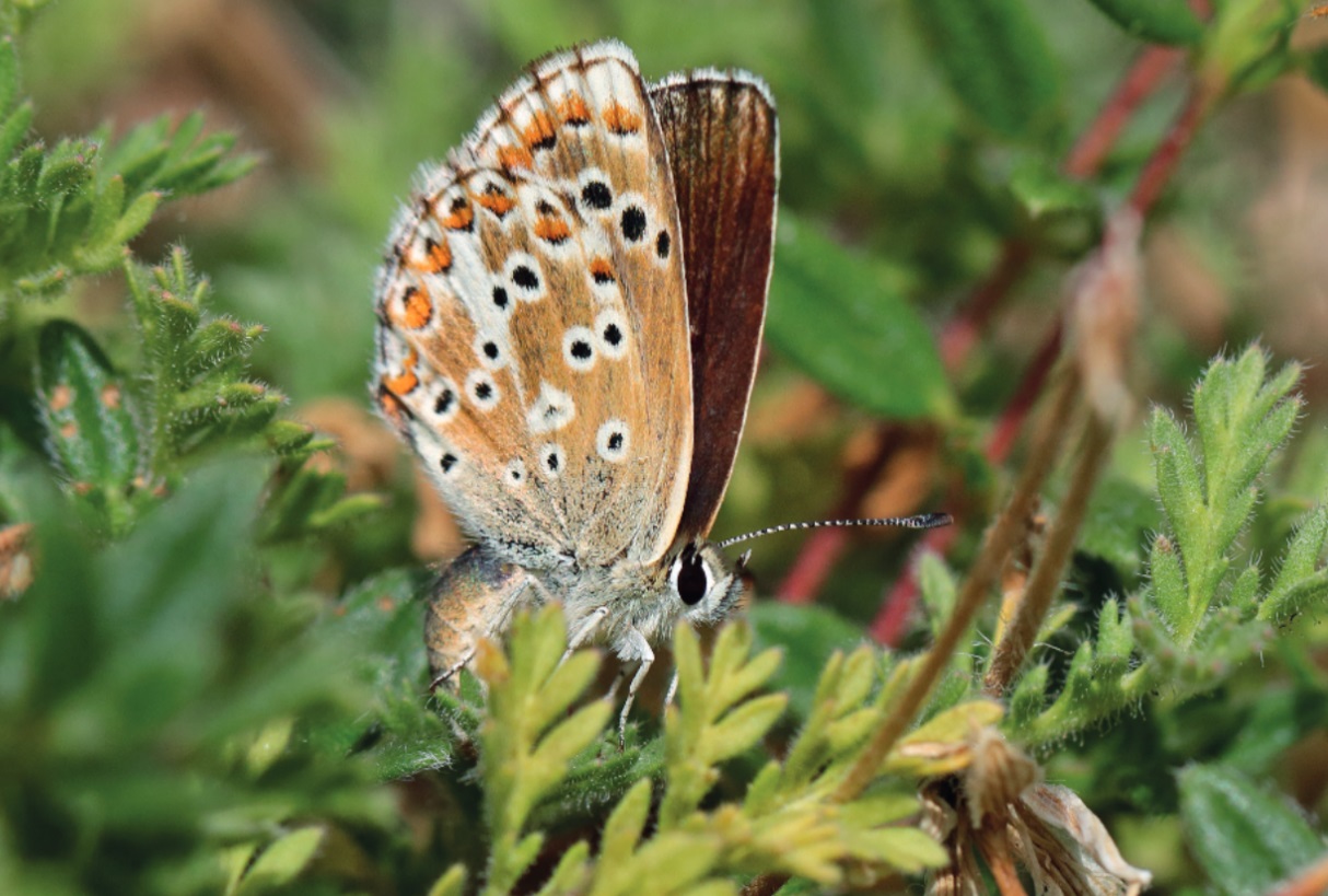 Aricia morronensis