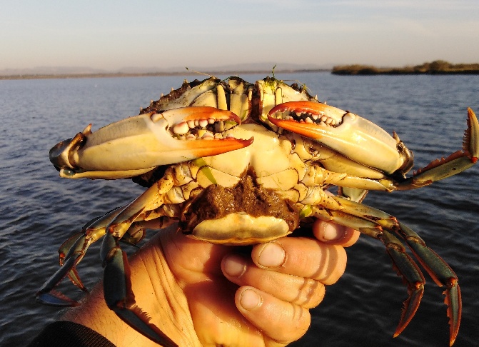 crabe bleu sur les côtes d'Occitanie crabe bleu sur les côtes d'Occitanie