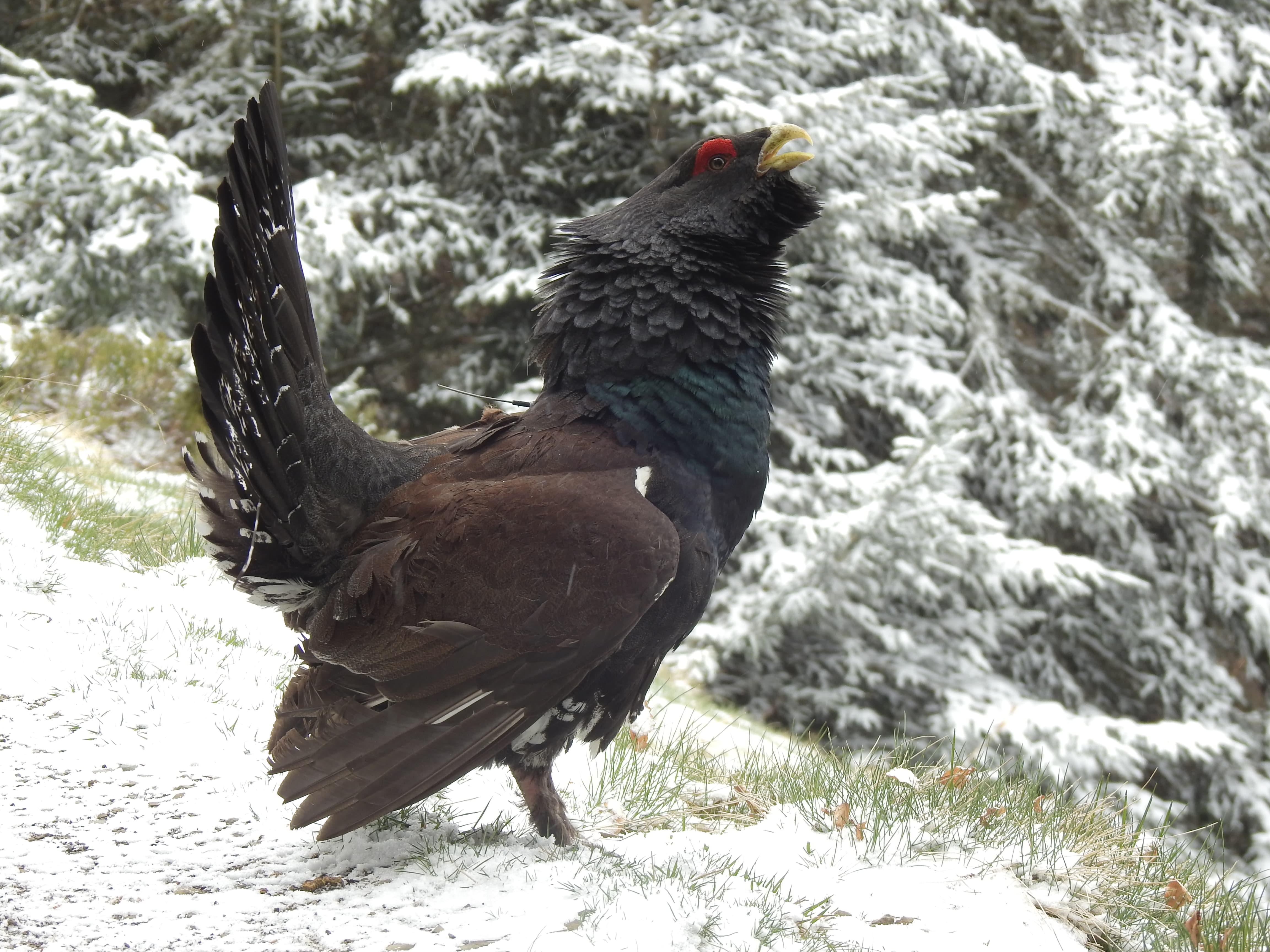 Image 6 : 7-Urogallo