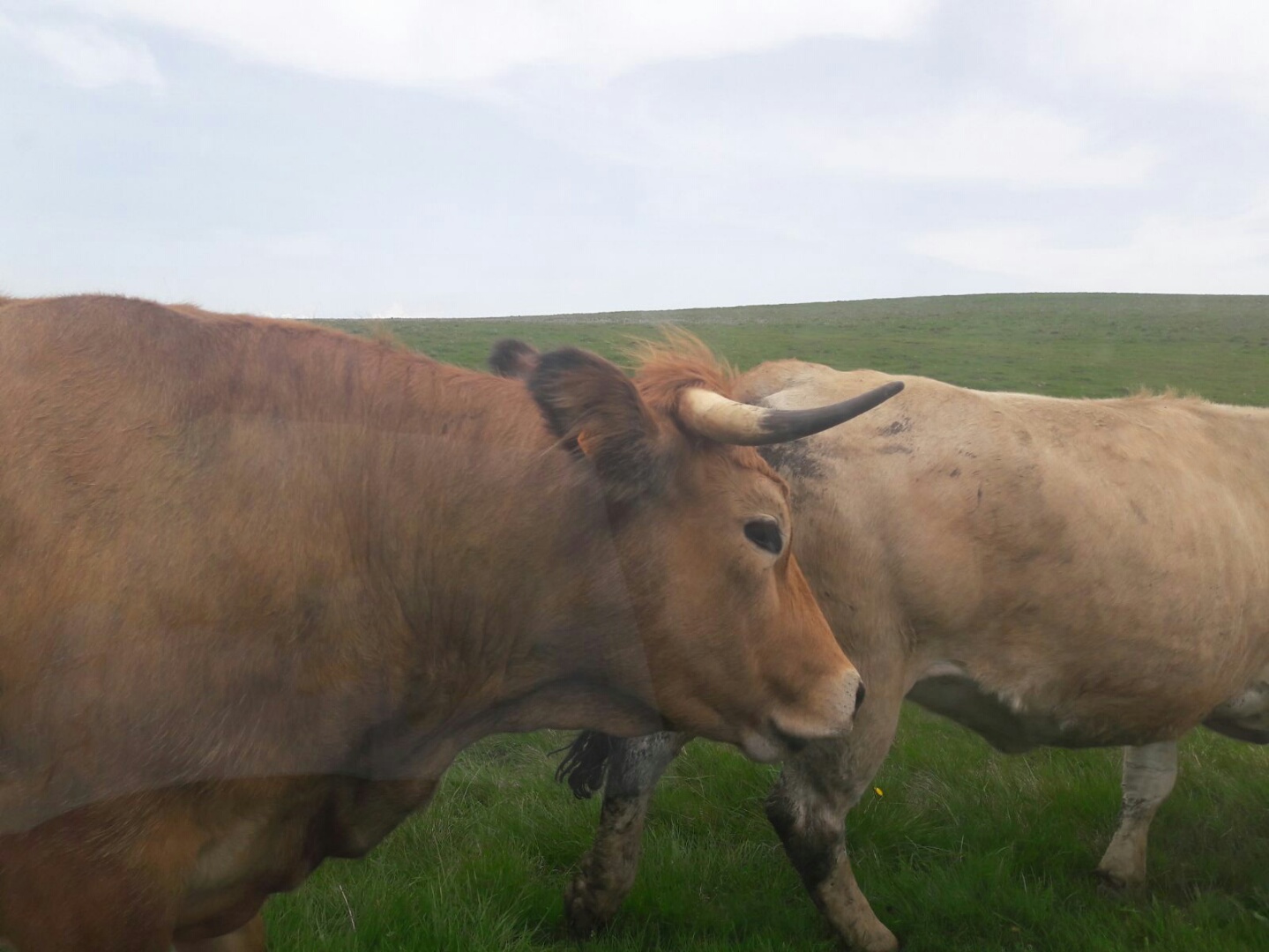 Vaches de race Aubrac