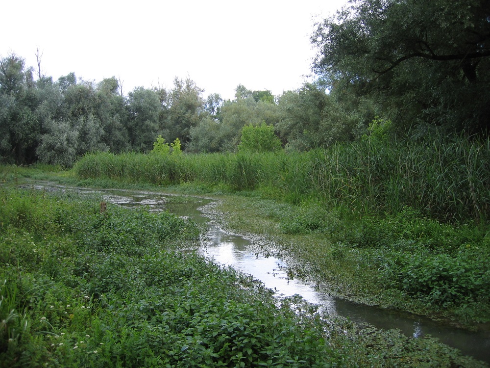 Zone humide alluviale -Hélène-Gineste