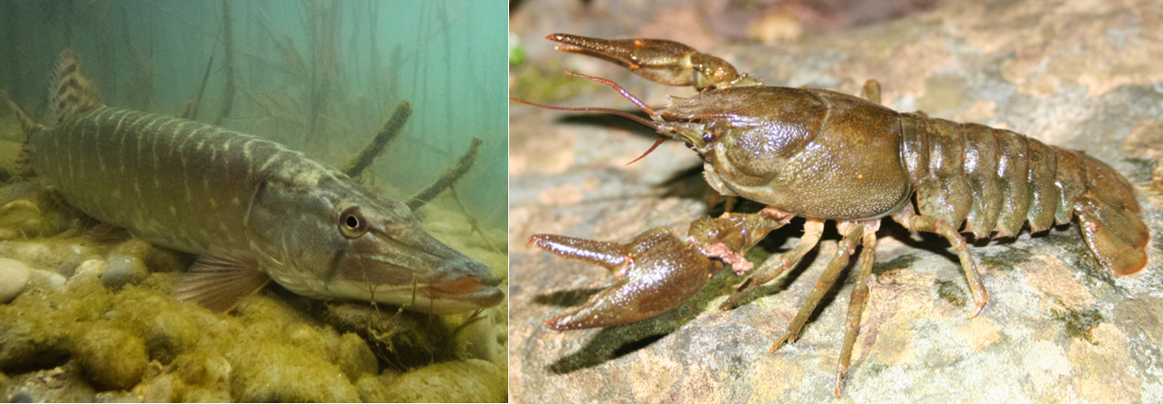 Brochet et écrevisse à pattes blanches