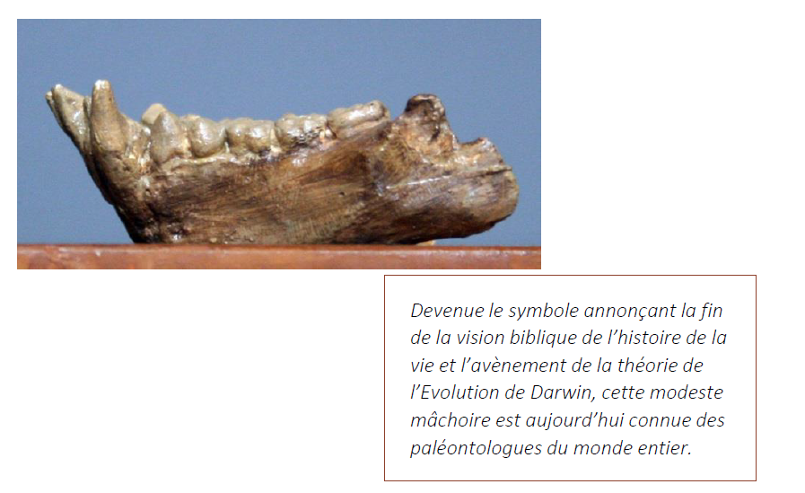 machoire